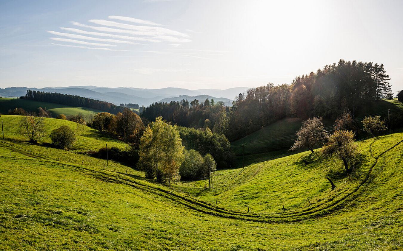 Schwarzwald.JPG